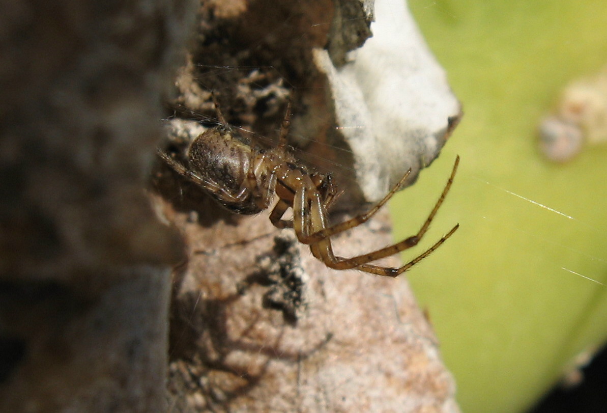 Il ragno (Zygiella sp.) ...e la sua preda