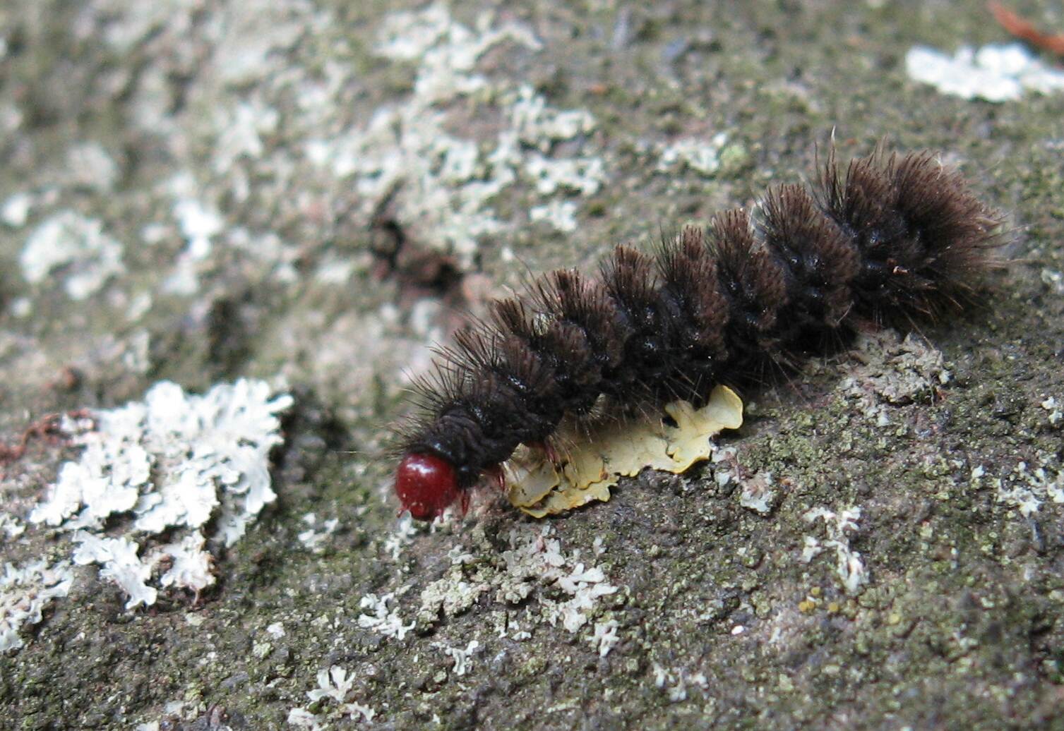 Chi diventer da grande? Amata  phegea