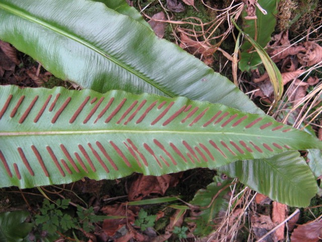 Asplenium scolopendrium