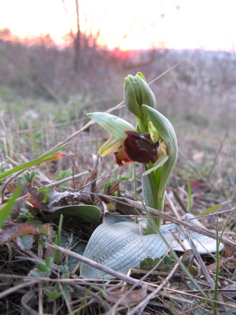 Ophrys sphegodes