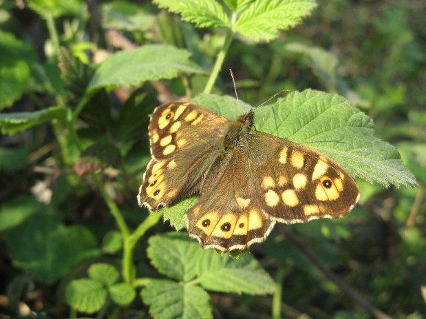 Lepidoptera dei Colli Euganei 1