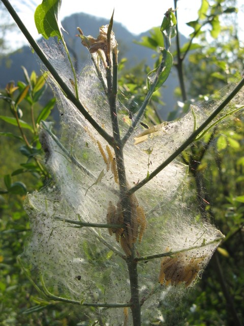 Lepidoptera dei Colli Euganei 1