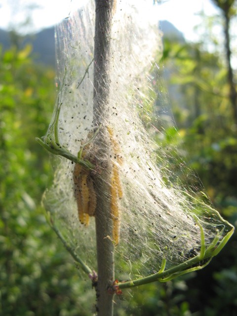 Lepidoptera dei Colli Euganei 1