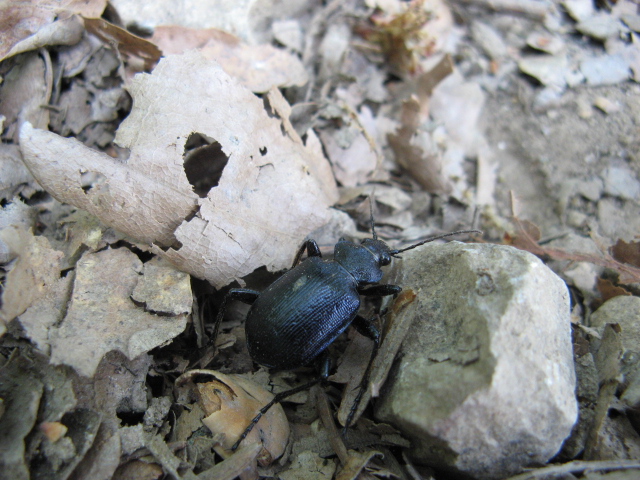 Coleotteri dei Colli Euganei 1