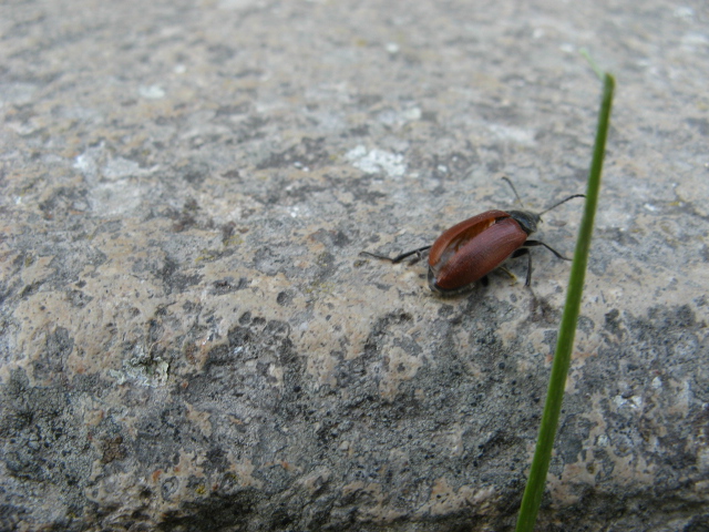 Coleotteri dei Colli Euganei 1