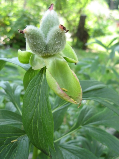 Paeonia mascula / Peonia maschio