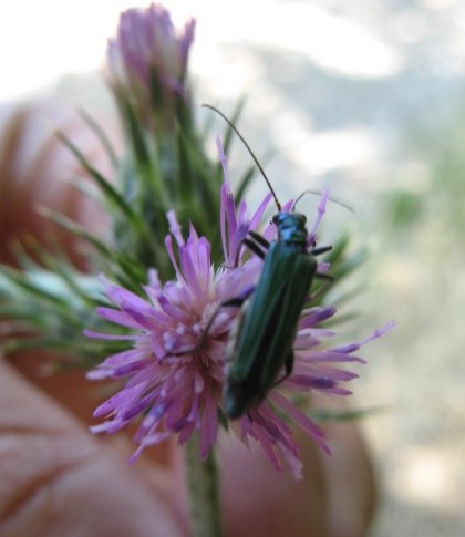 Coleotteri dei Colli Euganei 1