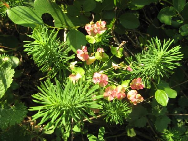 Euphorbia cyparissias / Euforbia cipressina