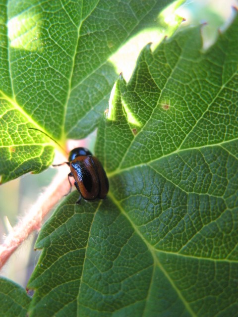 Coleotteri dei Colli Euganei 1