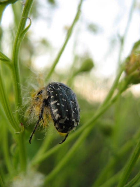 Coleotteri dei Colli Euganei 1