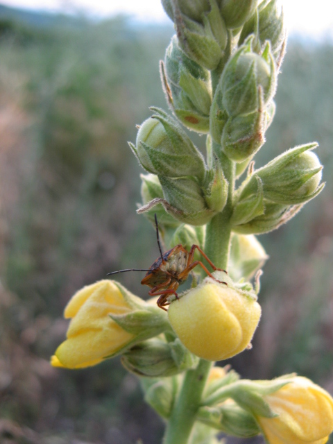 Heteroptera dei Colli Euganei