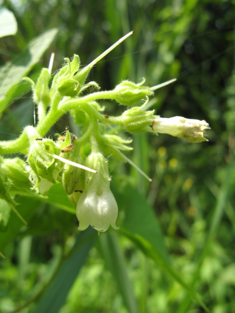 Symphytum tuberosum