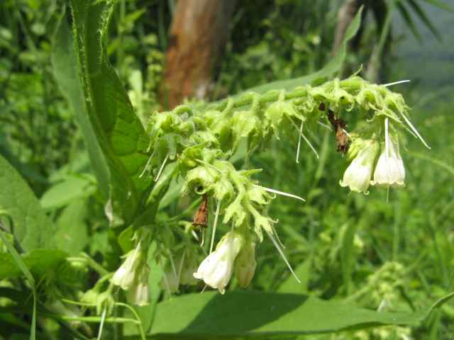 Symphytum tuberosum