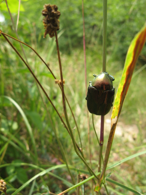 Coleotteri dei Colli Euganei 1