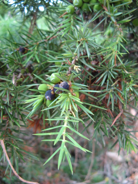 Flora delle dune