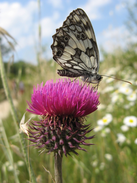 Lepidoptera dei Colli Euganei 1