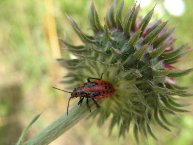 Heteroptera dei Colli Euganei