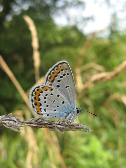 Lepidoptera dei Colli Euganei 1