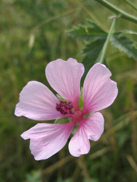 Althaea cannabina / Altea canapina