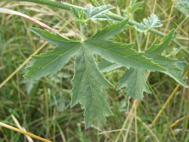 Althaea cannabina / Altea canapina