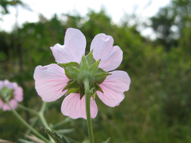 Althaea cannabina / Altea canapina