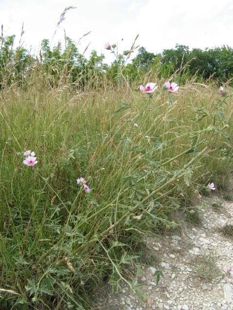 Althaea cannabina / Altea canapina