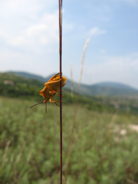 Heteroptera dei Colli Euganei