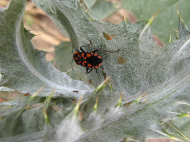 Heteroptera dei Colli Euganei