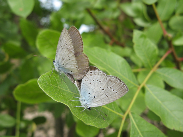 Lepidoptera dei Colli Euganei 1