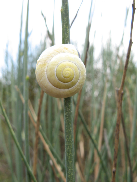 Cepaea (Cepaea) nemoralis dei Colli Euganei