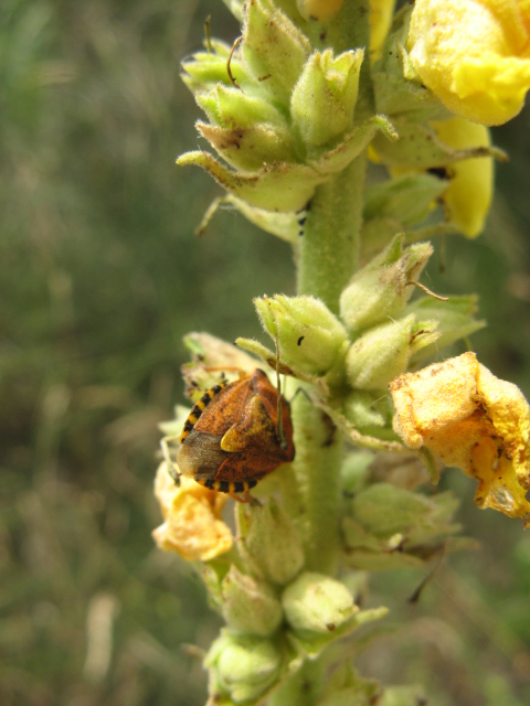 Heteroptera dei Colli Euganei