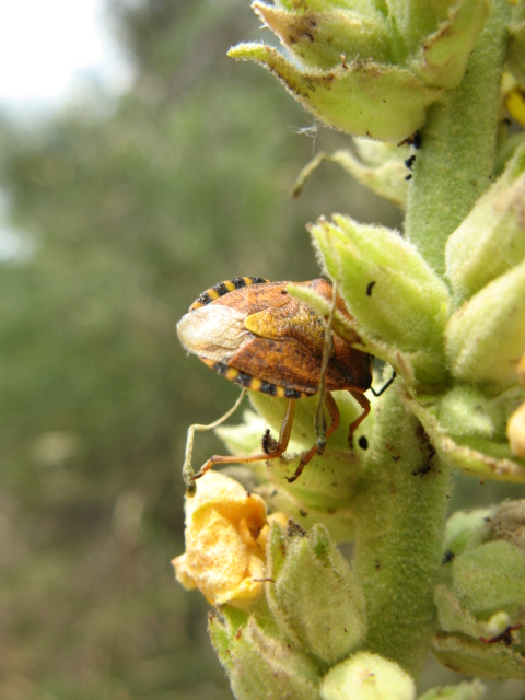 Heteroptera dei Colli Euganei