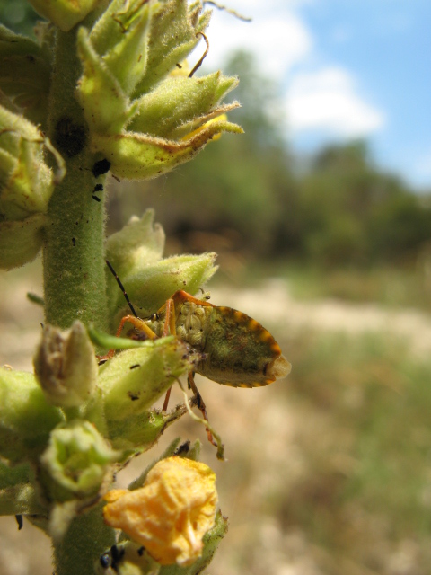 Heteroptera dei Colli Euganei