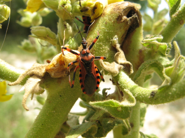 Heteroptera dei Colli Euganei