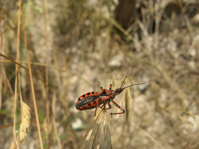 Heteroptera dei Colli Euganei