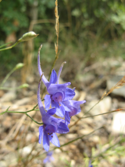 Consolida o Delphinium?