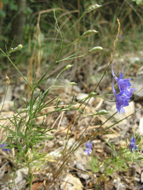 Consolida o Delphinium?