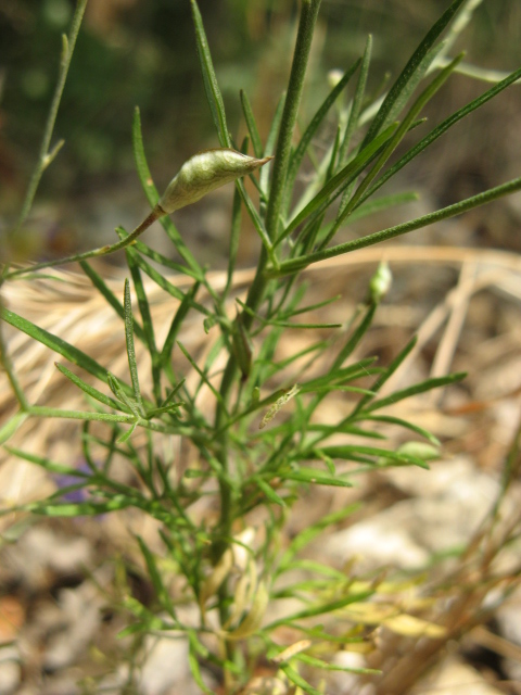 Consolida o Delphinium?