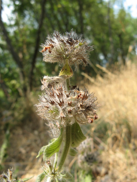 Clinopodium vulgare / Clinopodio dei boschi