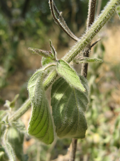 Clinopodium vulgare / Clinopodio dei boschi