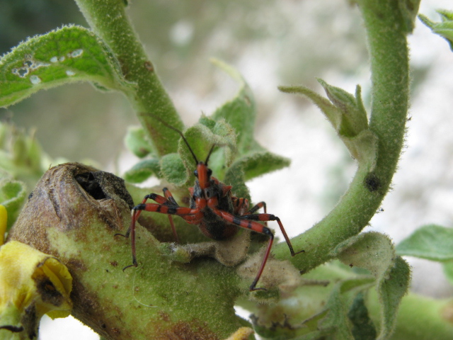 Heteroptera dei Colli Euganei