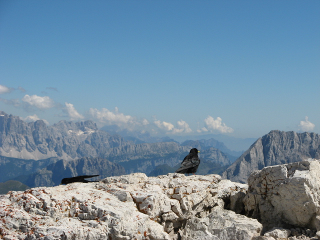 chi sono? [Gracchio alpino]