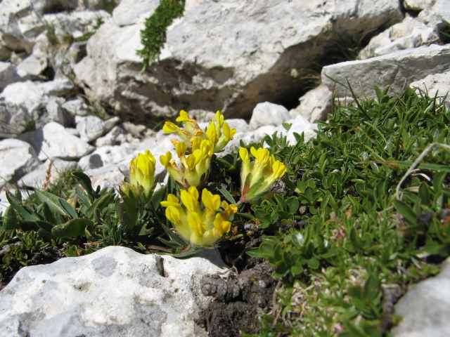 Pordoi - Anthyllis vulneraria