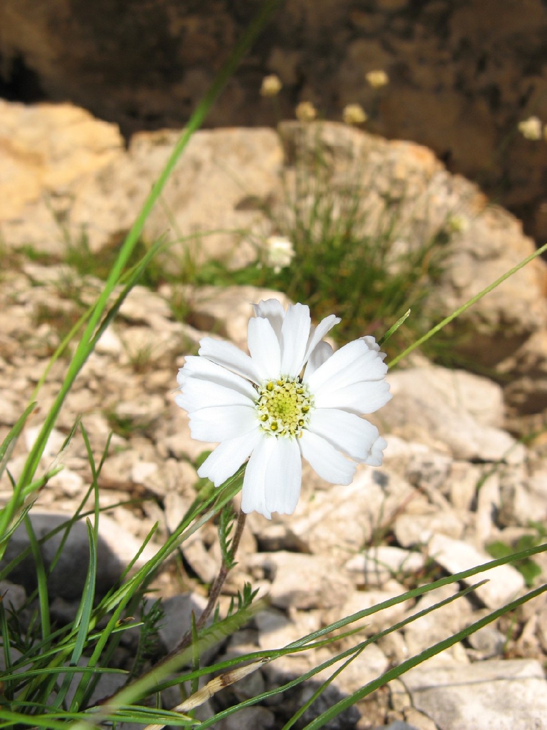 Achillea barrelieri subsp. oxyloba /Millefoglio dei macereti