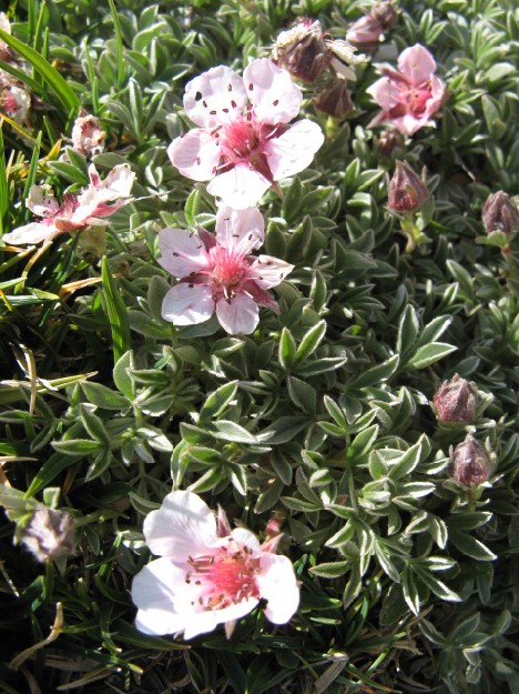 Potentilla nitida / Potentilla rosea