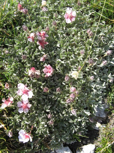 Potentilla nitida / Potentilla rosea