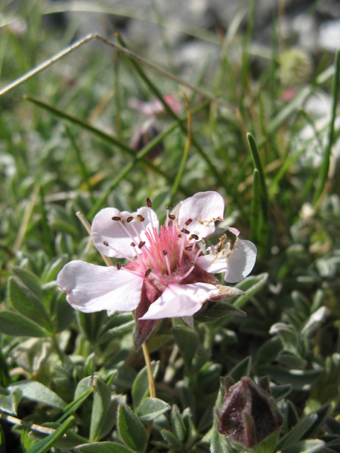Potentilla nitida / Potentilla rosea