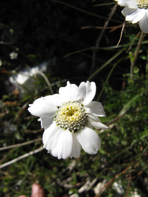 Achillea barrelieri subsp. oxyloba /Millefoglio dei macereti