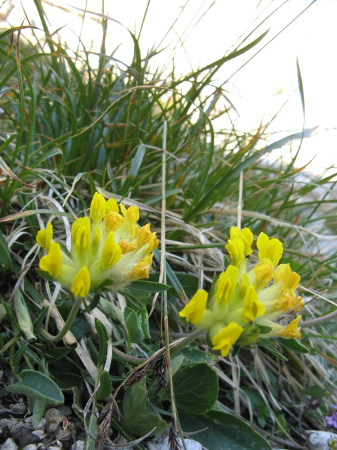Pordoi - Anthyllis vulneraria