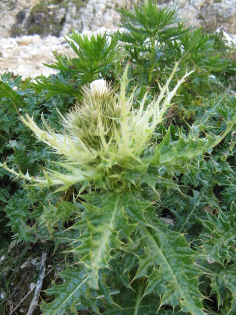 Cirsium spinosissimum (L.) Scop. / Cardo spinosissimo